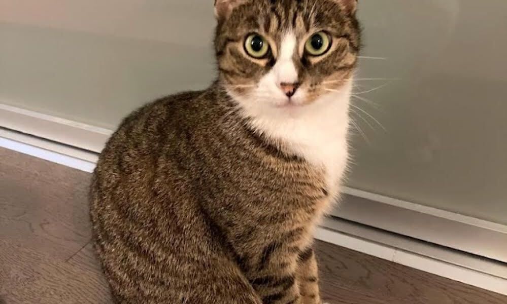 Imagem placeholder do Projeto Aurora