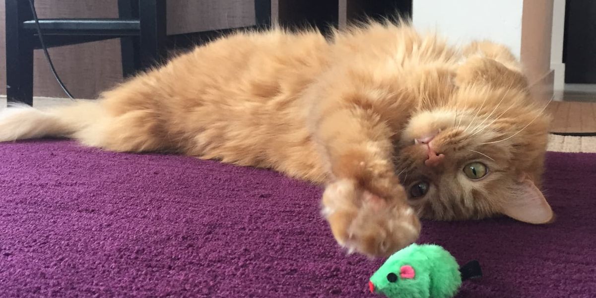 Imagem placeholder do Projeto Atlas