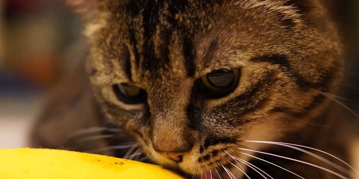 Imagem placeholder do Projeto Flux