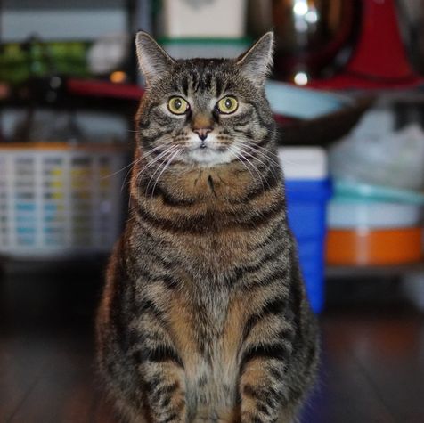 A professional head shot of the developer, Tyler Nielsen …'s cat (not me, for now).