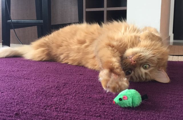 Imagem placeholder do Projeto Atlas