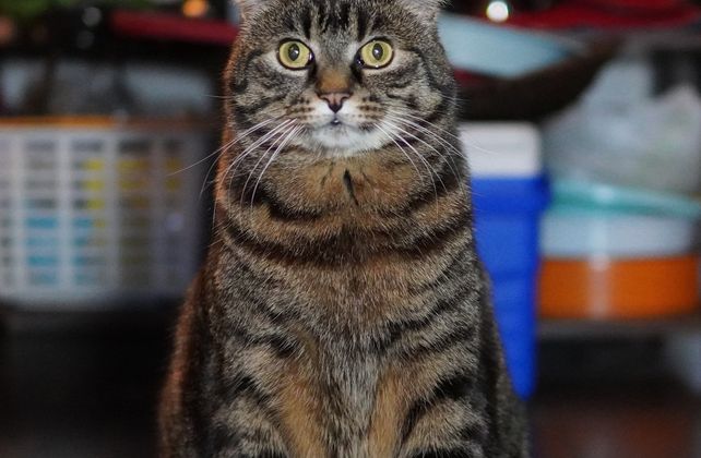 Imagem placeholder do Projeto Flux