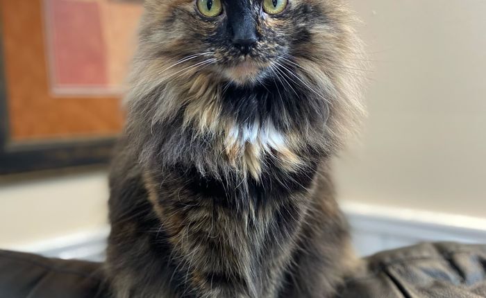 Imagem placeholder do Projeto Aurora