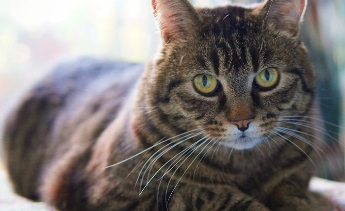 Imagem placeholder do Projeto Atlas