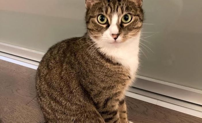 Imagem placeholder do Projeto Flux