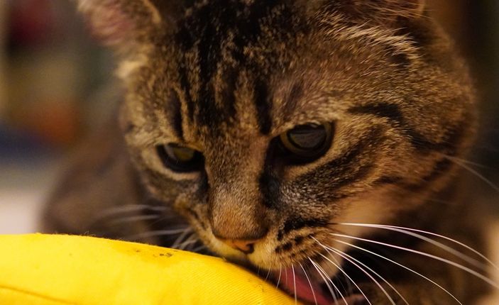 Imagem placeholder de projeto futuro