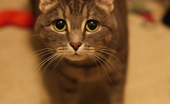 Imagem placeholder de projeto futuro